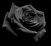 BlackRose fotka