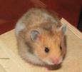 hamster123 fotka