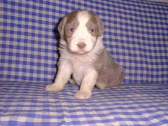 agilitydogs fotka