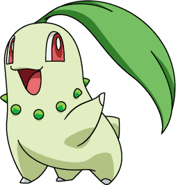 Chikorita fotka