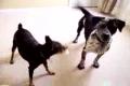 Cole and Fritz playing