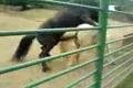NAVSTEVA ZOO KE