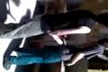 retards /// 1.C hippo