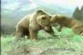 Puma vz bear