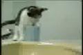 FunnyCats