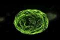 Spore - Official Trailer