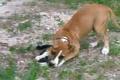 AMSTAFF - Freya03