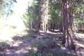 podmaninsky downhill1