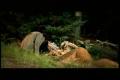 Nightwish - Amaranth