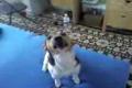Jack Russel , Jerry spieva