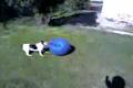 Jack Russel , Jerry trhajko