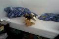 Jack Russel , Jerry a hracka