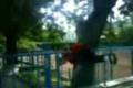 Parkour devils