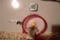 Speed hamster