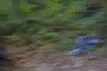 DOWNHILL CHLMEC 1