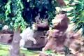 loro parque