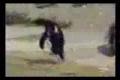 Pinguei