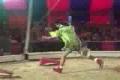 cirkus