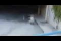 Urban Tricks ,,Dzusik"