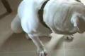 Speak Dogs