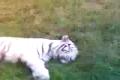 Biely tiger