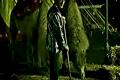guano apes- you cant stop me