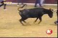 Toreador