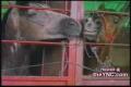 animal love :)