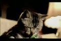 kočka dava gol