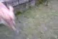 Ben-agility