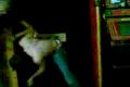 stripter