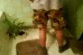Daro