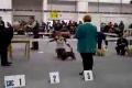 DOG SHOW TRENCIN - 27.01.2008