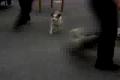 DOG SHOW TRENCIN - 27.01.2008
