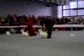 DOG SHOW TRENCIN - 27.01.2008