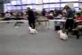 DOG SHOW TRENCIN - 27.01.2008