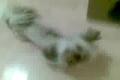 lhasa apso