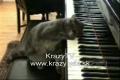mačka-pianista