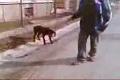 Donkey dog
