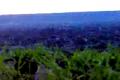 orba