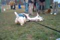agility scotty and colie