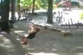 Radek