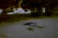 super video 5