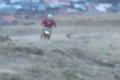 Dado superman