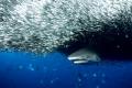 Jaws