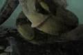Snake attack