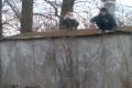 Domadice parkour 5