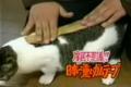 stupid cat
