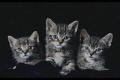presentation animals