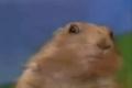 Dramatic Chipmunk